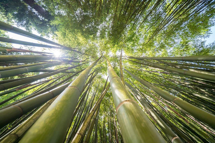Cepillos de bambú o de madera, ¿qué material es más sostenible?